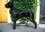 Black Beauty Vom Schlob bucholz