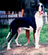 Richat Vom Surin Great Dane Grade A
