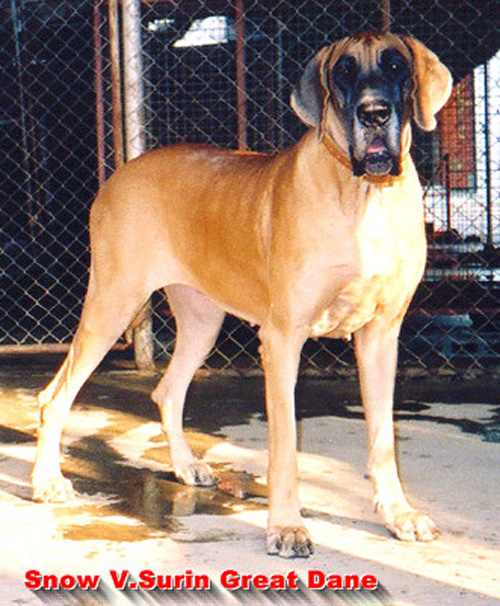 Snow Vom Surin Great Dane Grade A